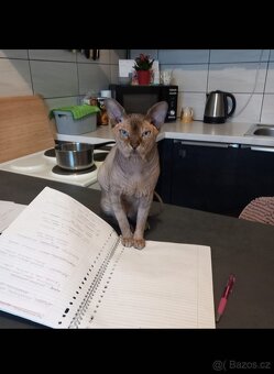 Kocour kanadský sphynx s PP ke krytí - 11