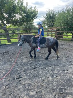 Prodáme ponyho - 11