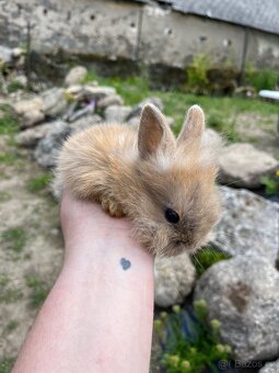 Králíčata beránek + teddy - 11