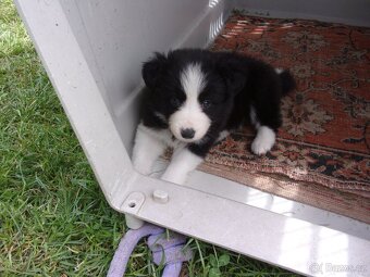 Border kolie /  collie štěňata s PP (FCI) - 11