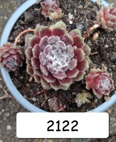 Netřesky, rozchodníky, delosperma na balkón i na zahradu. - 11