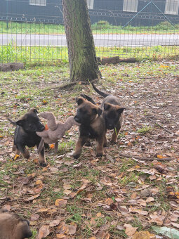 Štěně Belgického (75% podíl) a Německého ovčáka (25% podí - 11