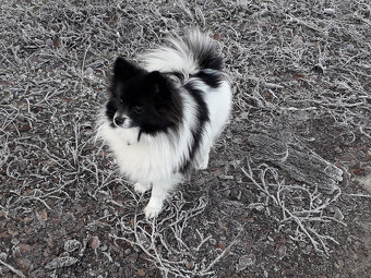 Pes pomeranian x trpasličí špic - 11