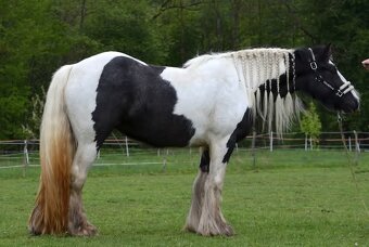 MILIONOVA kobylka irskeho coba (Irsky cob) - 11
