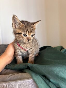 Darujeme koťátka - 11