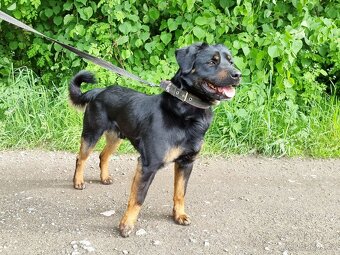 BENÍK K ADOPCI - přátelský, akční, umazlený - 11