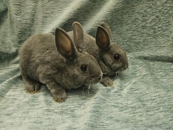 Zakrslý králíček - 11