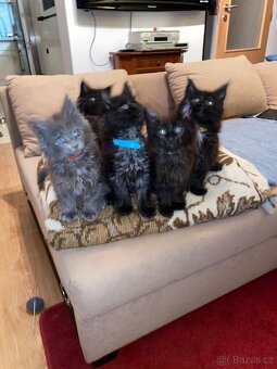 Poslední mainská holčička - blue smoked - JIŽ K ODBĚRU - 11