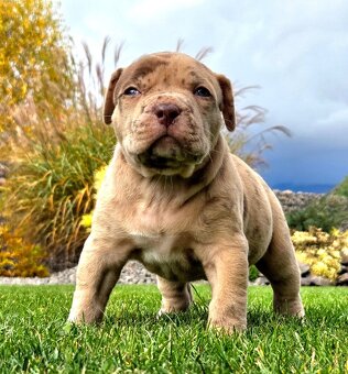 American Bully XL XXL - 11