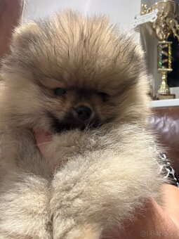 Pomeranian s PP FCI - 11