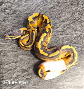 Krajta královská - 11