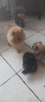 Pomeranian - 11