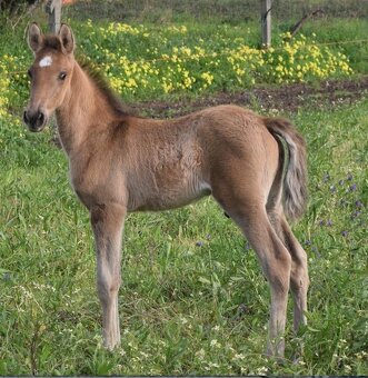 Puro Sangue Lusitano - roční hřebeček po Miura de Cais - 11