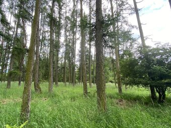 Lesní pozemek Lštění nad Zubřinou - 11
