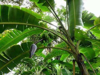 Farmy Kostarika Rio Claro - 11