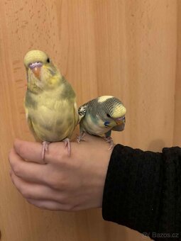 Prodám mladé andulky po vylétnutí z budky - 11