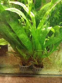 Krunýřovec jednopruhý - OTÍK - 11