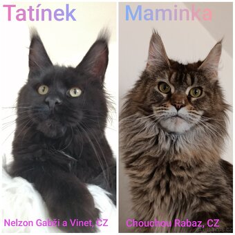 Mainská mývalí koťátka s PP - 11