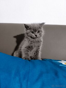 Britská Modrá koťátka - 11