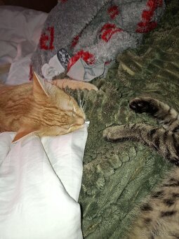 Daruju dva kocouři - 11