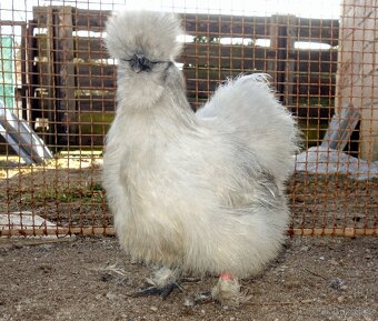 Hedvábnička velká vousatá - EU - 11