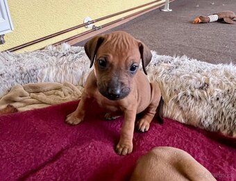 Rhodéský Ridgeback- štěňata s PP, odběr koncem listopadu - 11