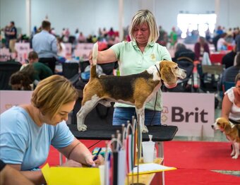Bigel, bigl, beagle s PP /FCI/ - 11
