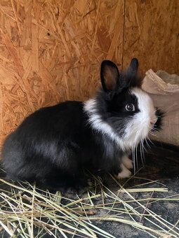 Králíci- zakrslý - 11