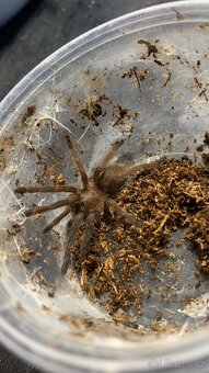 Sklípkani - aktuální nabídka 24.5 - 11