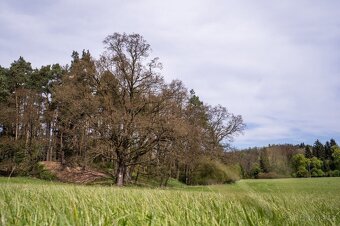 NA PRODEJ RÁJ na kopečku NA BOREČKU 7342 m2 - 11