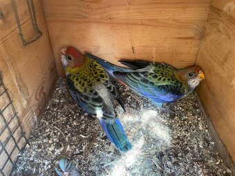 Rosela žlutohlavá 🦜 - 11