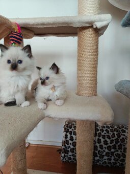 Ragdoll - 11