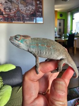 Chameleon pardálí - 11
