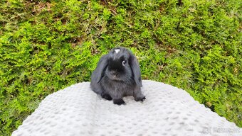 Zakrslý beránek, králíček, králík - ELLA - 11