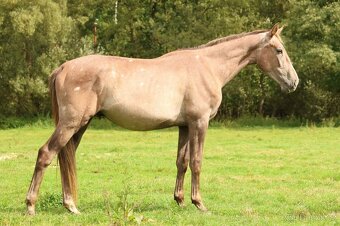 2,5 letí atraktivní a hodní valáškové - 11