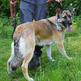 THELMA K ADOPCI - 2 roky, NO, přátelská mazlivka - 11