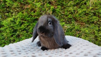 Zakrslý beránek, králíček, králík - PEGAS - 11