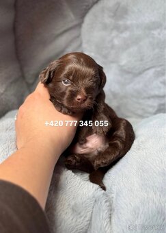 Maltipoo F1 Chocolate ‼️ 900€ / Graff - 11