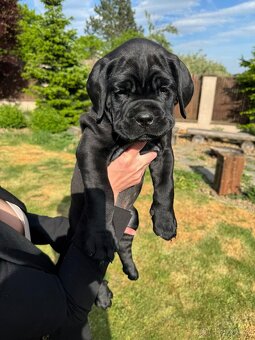 Cane Corso - štěňata bez PP - 11