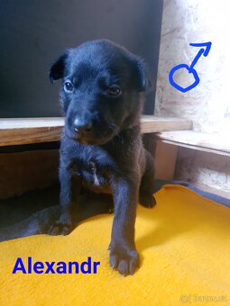 Belgický ovčák malinois - 11