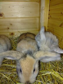 Prodám zakrslé králíky - 11