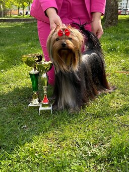 Yorkshire terrier, jork, jorkšírsky terier s PP - 11