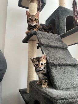 Bengálská kočka - 11