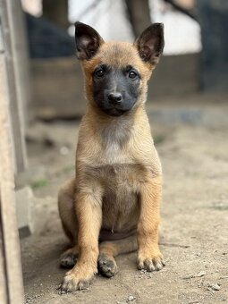 Belgický ovčák Malinois - 11