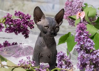 Sphynx - 11