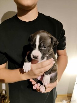 Štěňátka - americký pitbull - 11