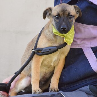 Samko hledá domov - 11