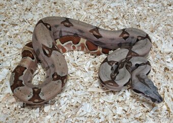 Boa imperator- Sharp Sunglow 66% het Sterling,Hypo Sterling - 11