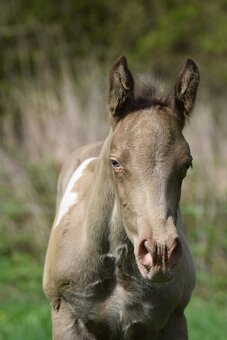 Připouštění AQH plemenným hřebcem Classic Champagne - 11