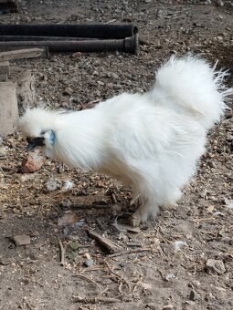 Kohout Hedvábnička vousatá - 11